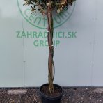 Červienka Fraserova (Photinia × fraseri) ´COMPACTA´ - 200-220 cm, kont. C35L - VIACKMENNÝ, PLETENÝ KMEŇ